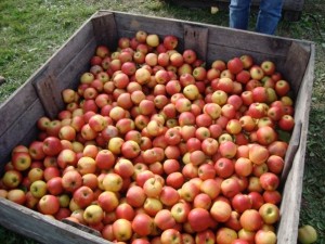 apples1