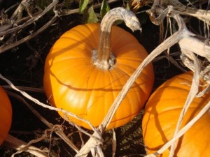 pumpkin1